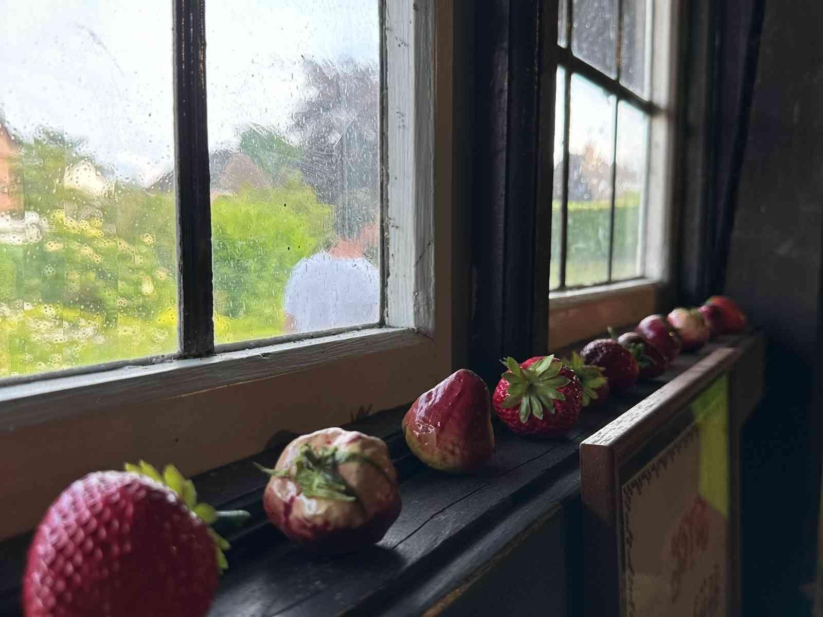 Erdbeeren auf einer Fensterbank aufgereiht.
