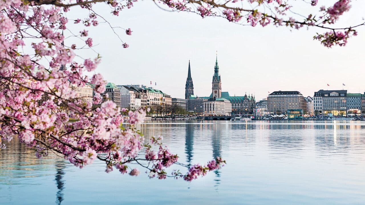 Blick über die Binnenalster mit Kirschblüten im Vordergrund und dem Rathaus im Hintergrund