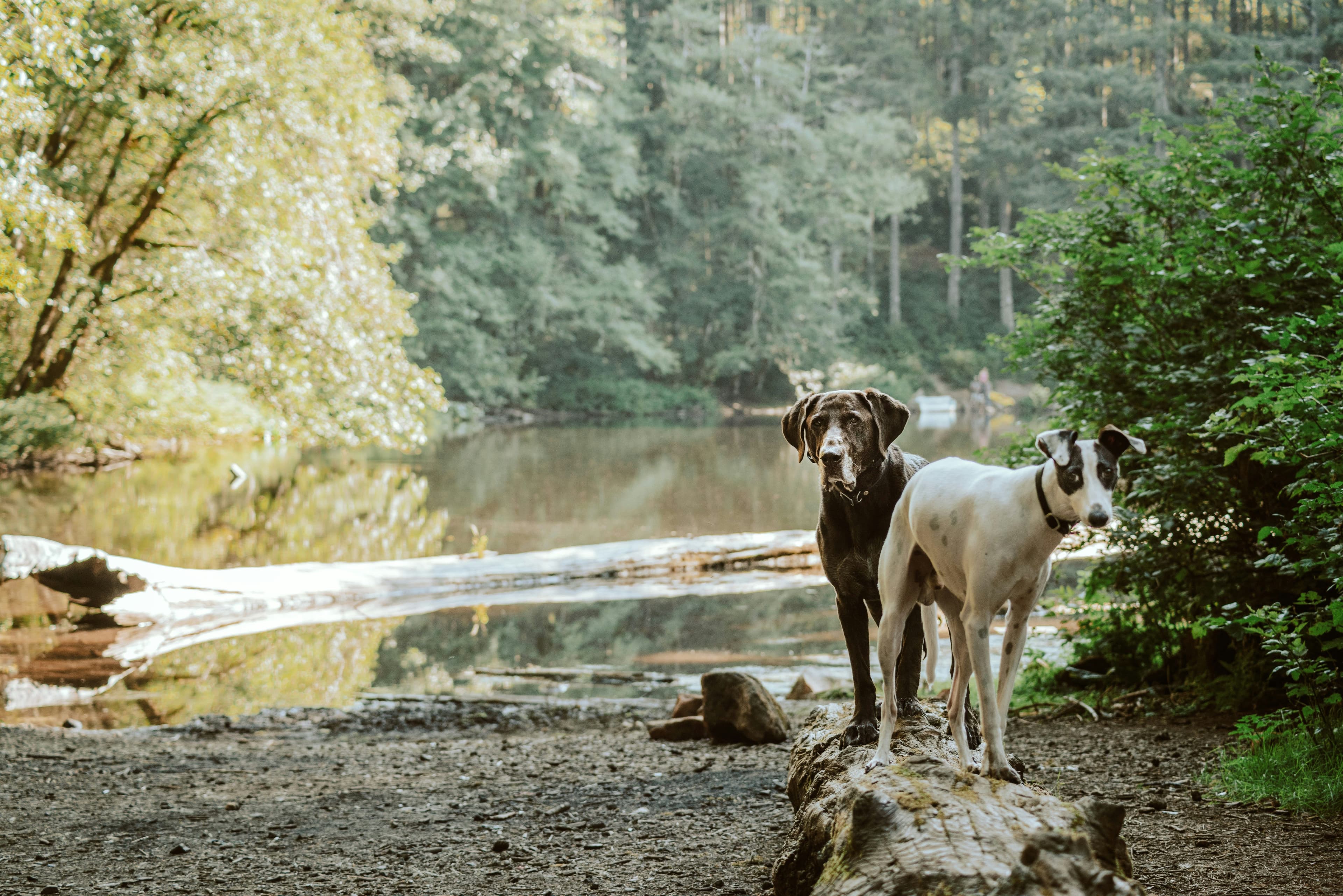 Zwei Hunde stehen auf einem Baumstamm am Ufer eines Waldsees