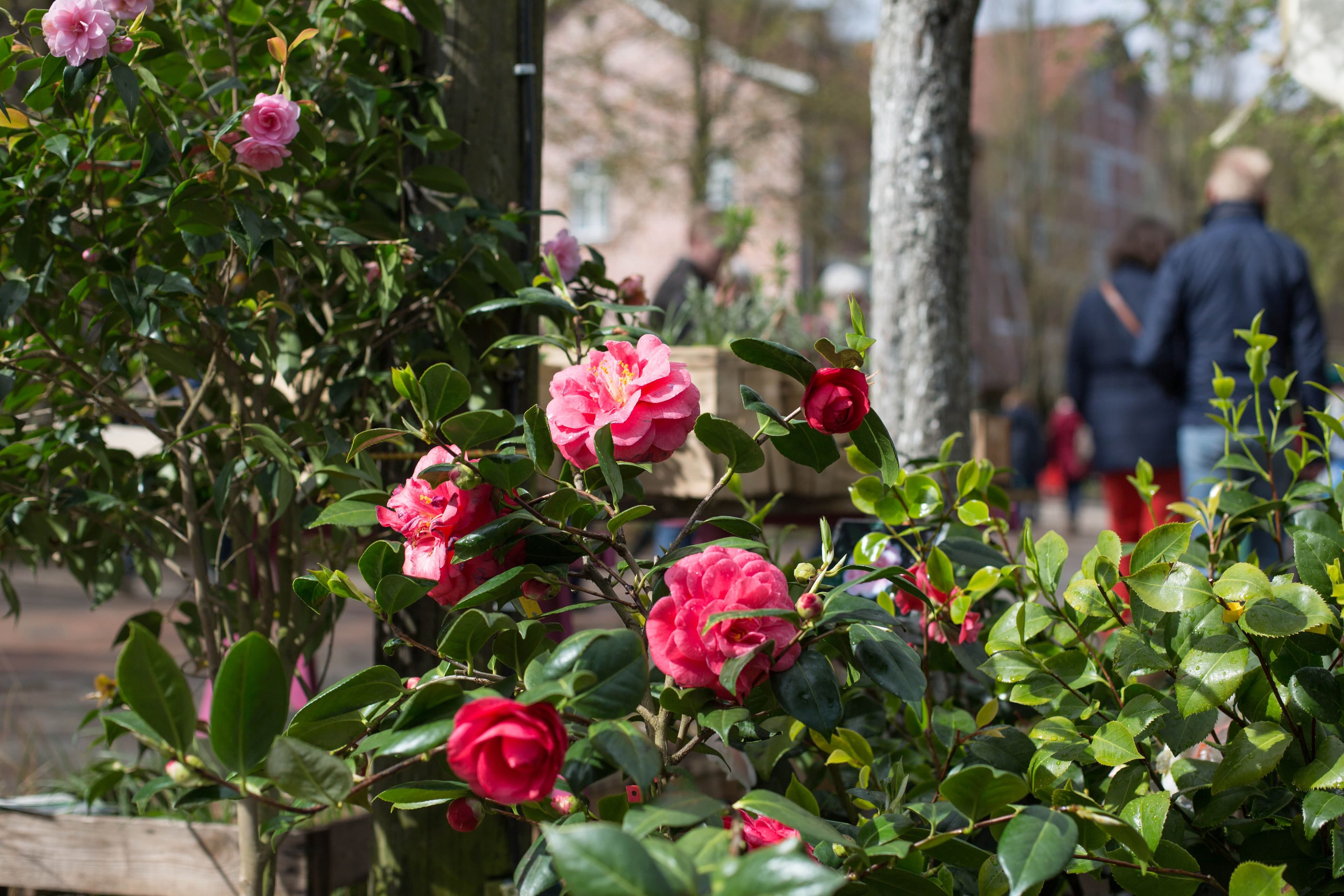 Pinke Rosen am Kiekeberger Freilichtmuseum