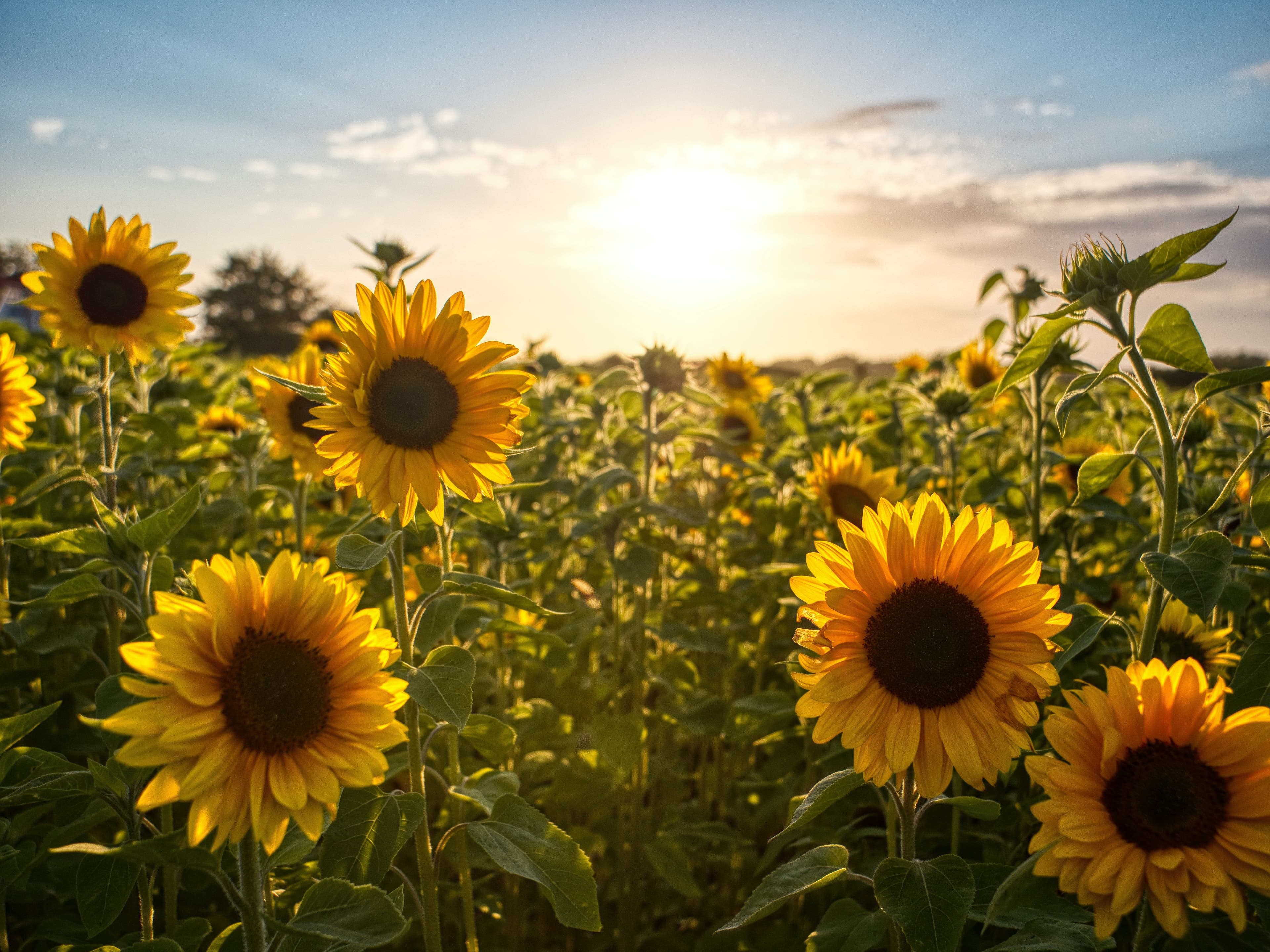 Sonnenblumenfeld
