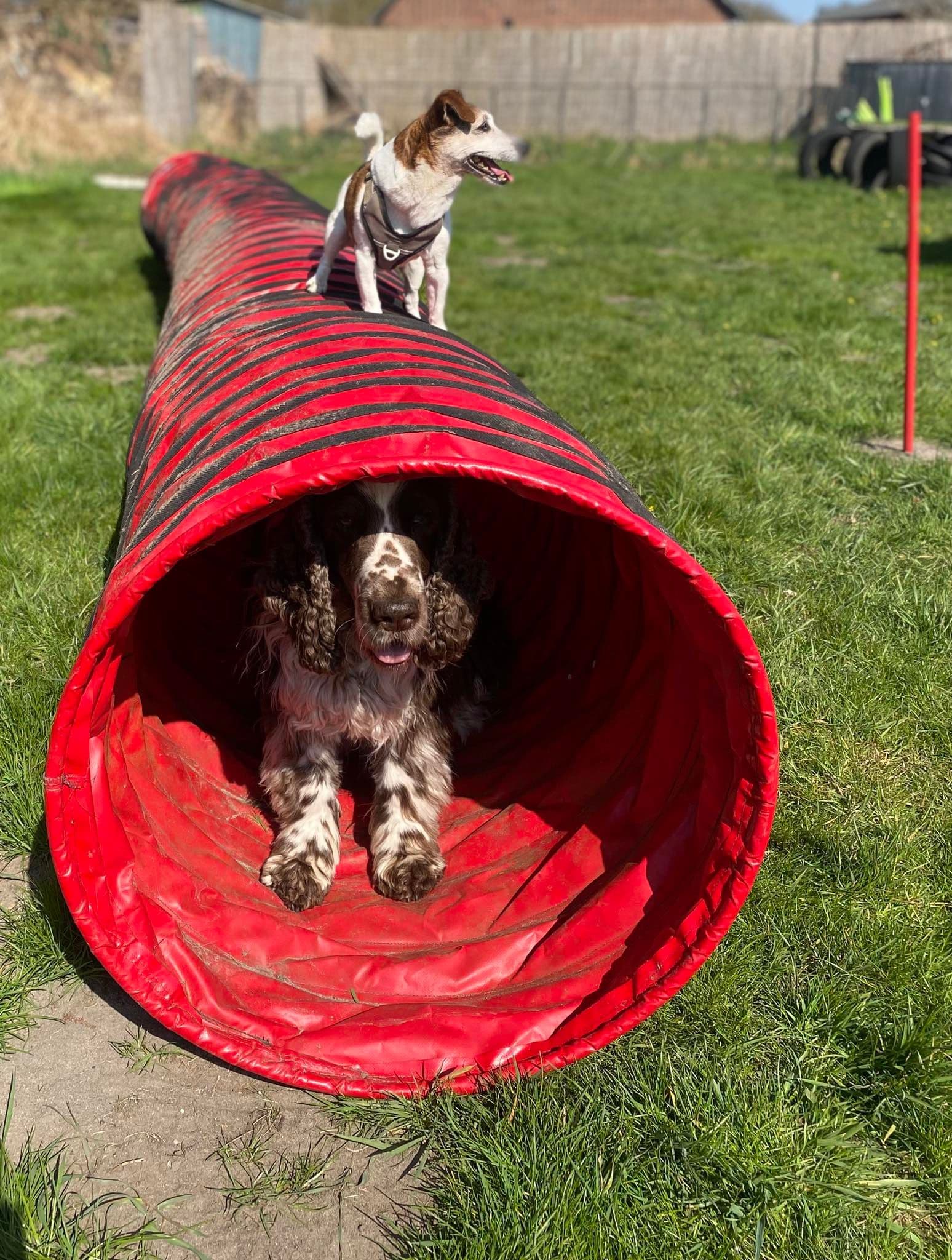 Hund in einem Agility Tunnel auf einer Rasenfläche