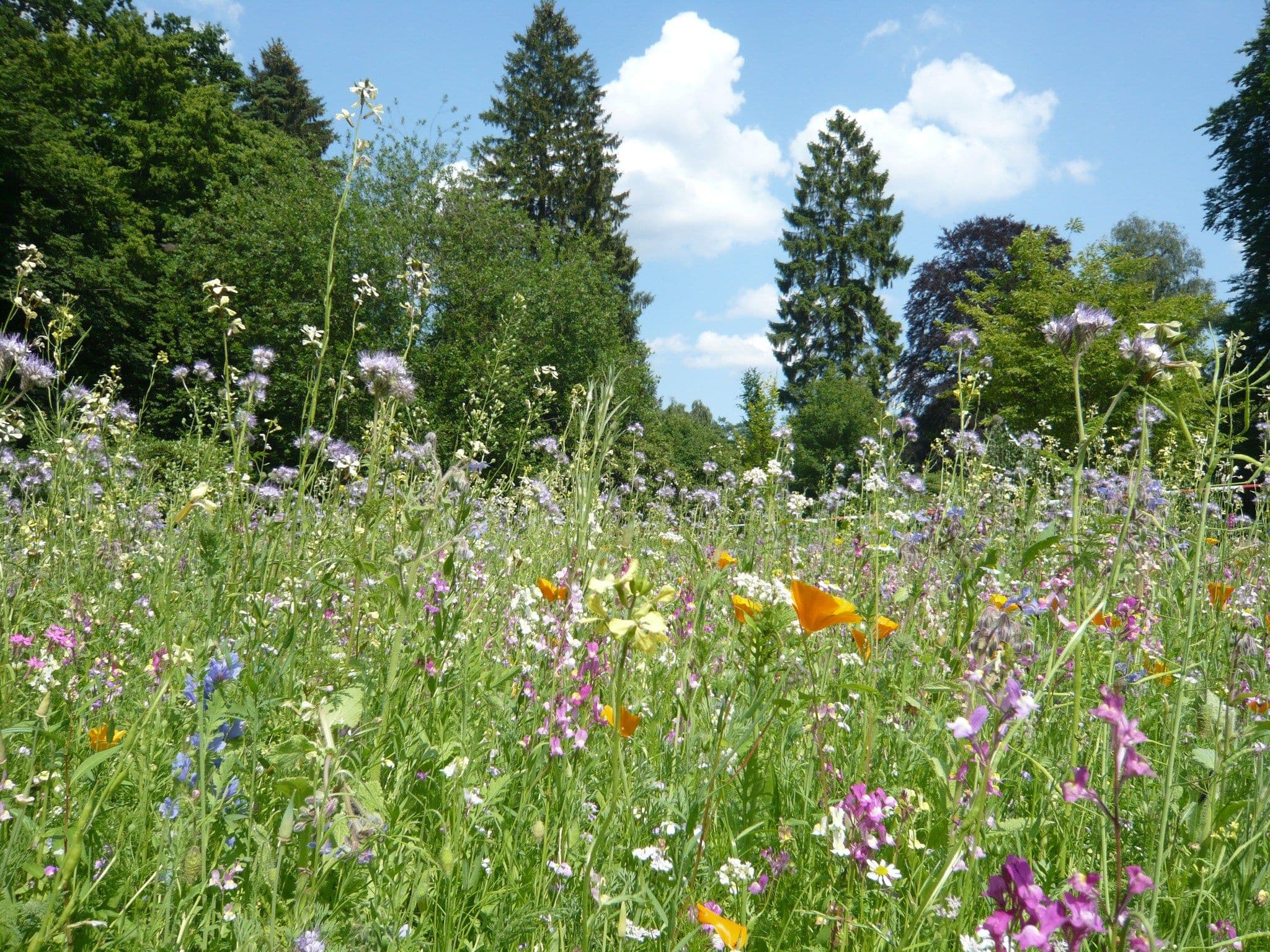 Eine Blumenwiese