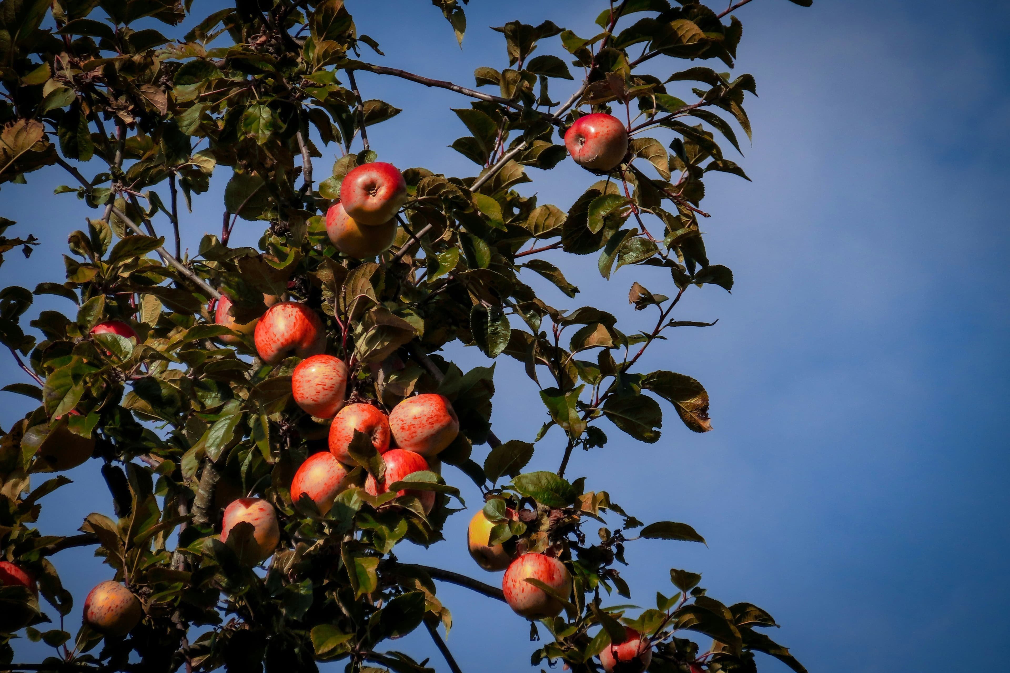 Reife Äpfel hängen an einem Baum
