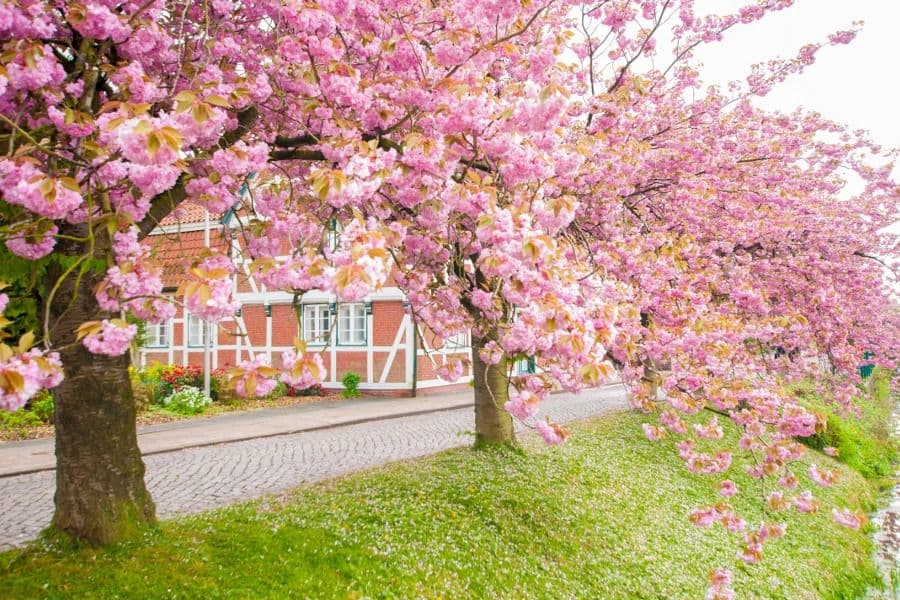 Bäume mit rosa Blüten auf einer Wiese vor einem Fachwerkhaus