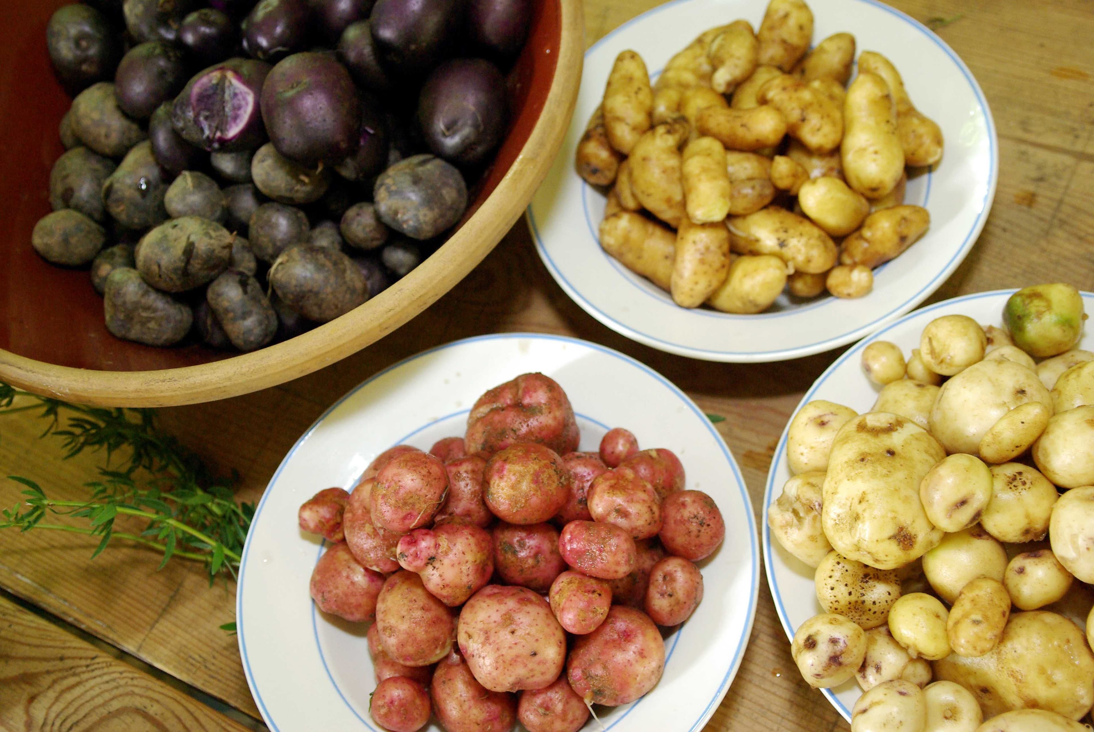 Bunte Kartoffelvielfalt am Kiekeberg