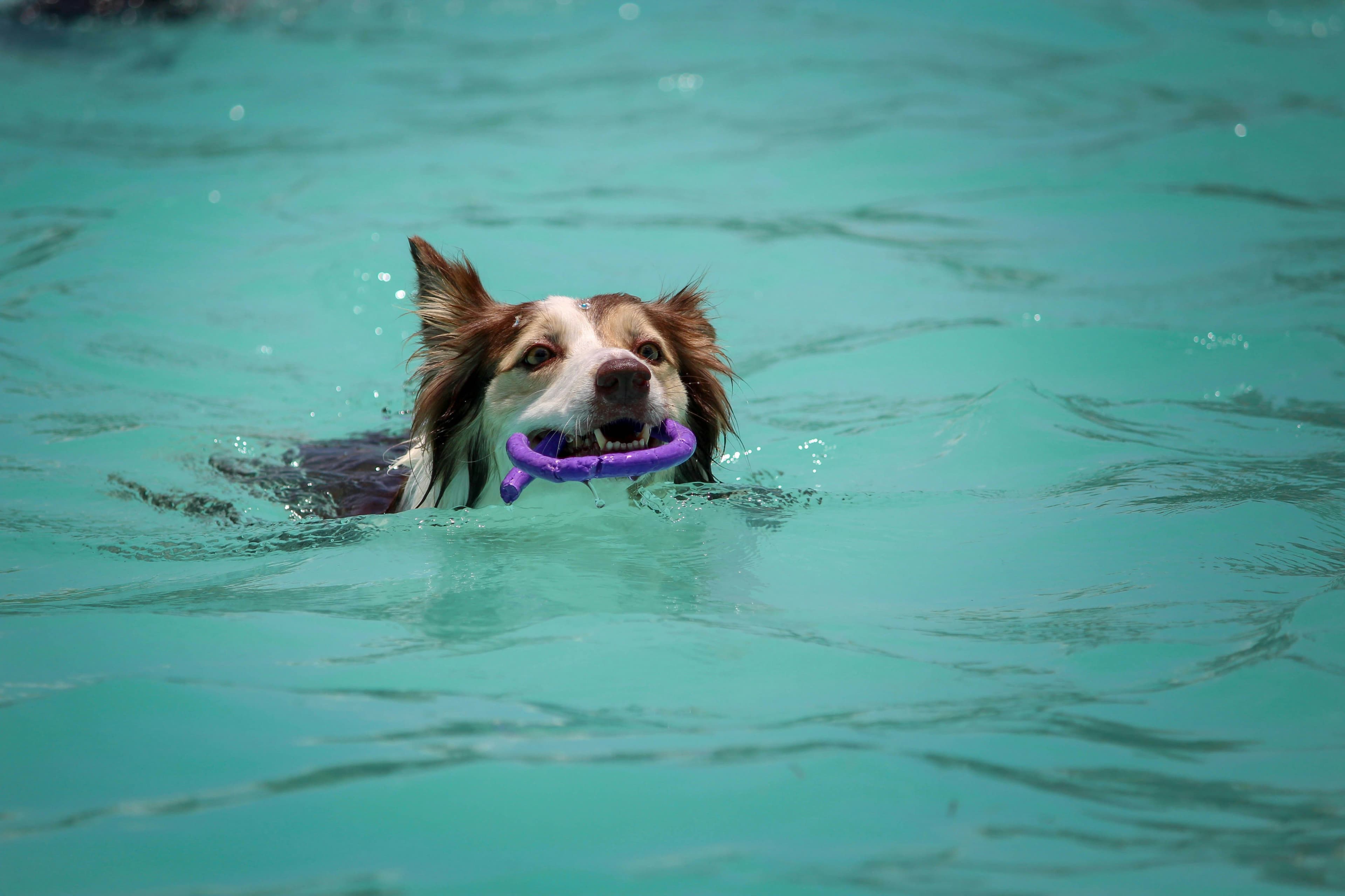 Ein Hund schwimmt mit einem Beißring im Maul in einem Schwimmbecken