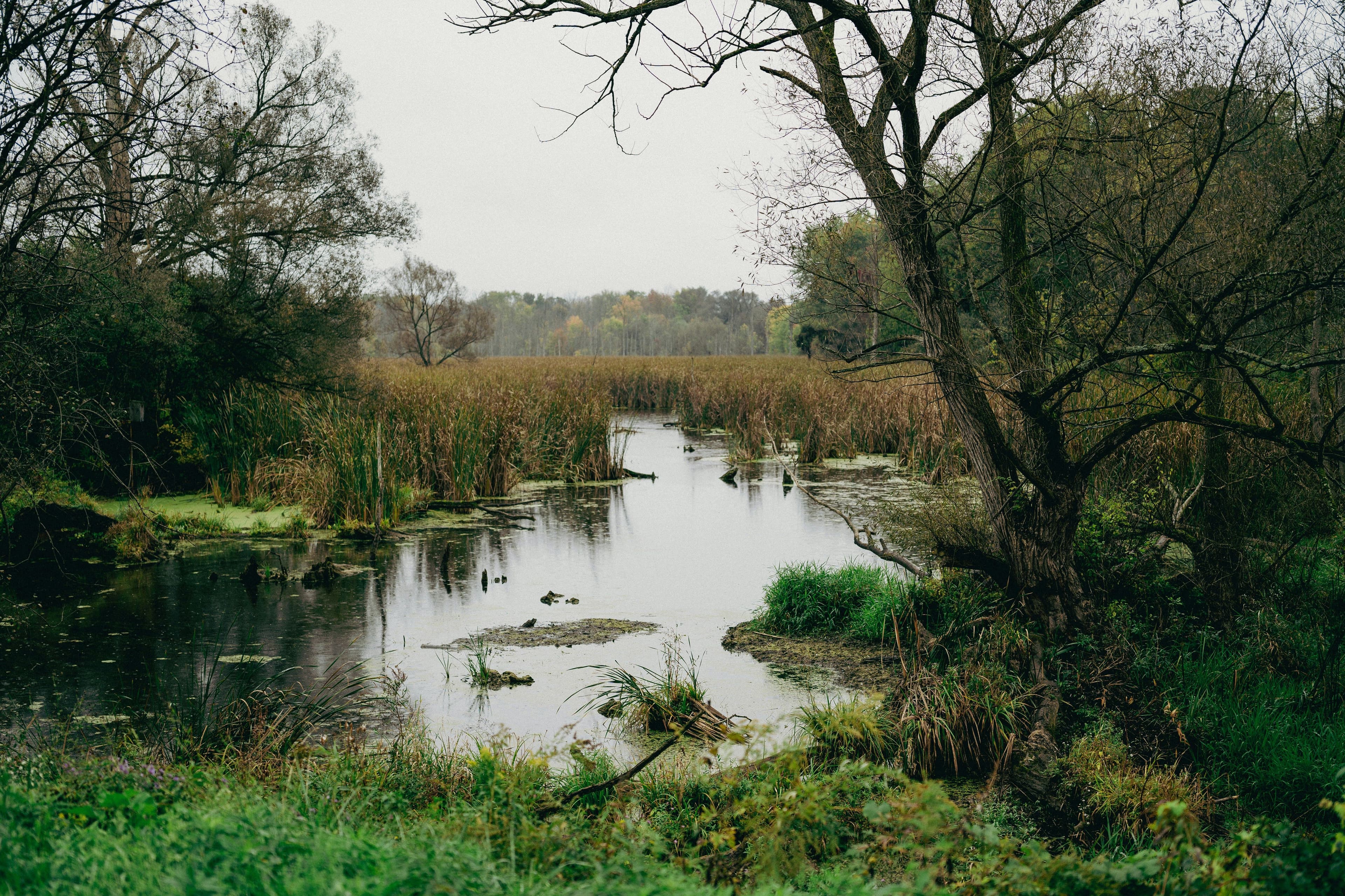 Ein Teich umgeben von grüner Wiese und Bäumen