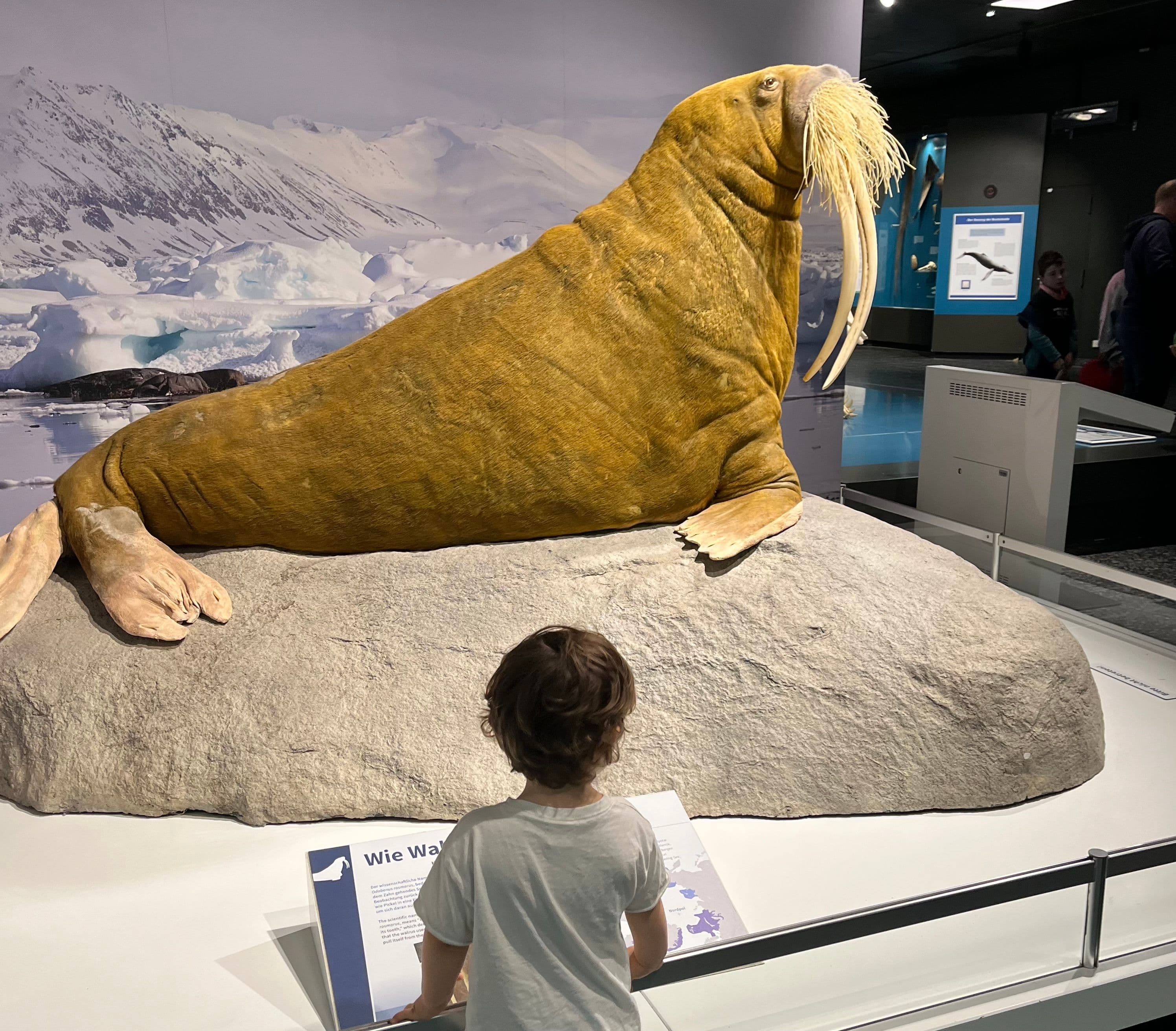 Kind steht vor Walross Exponat im Zoologischen Museum Hamburg