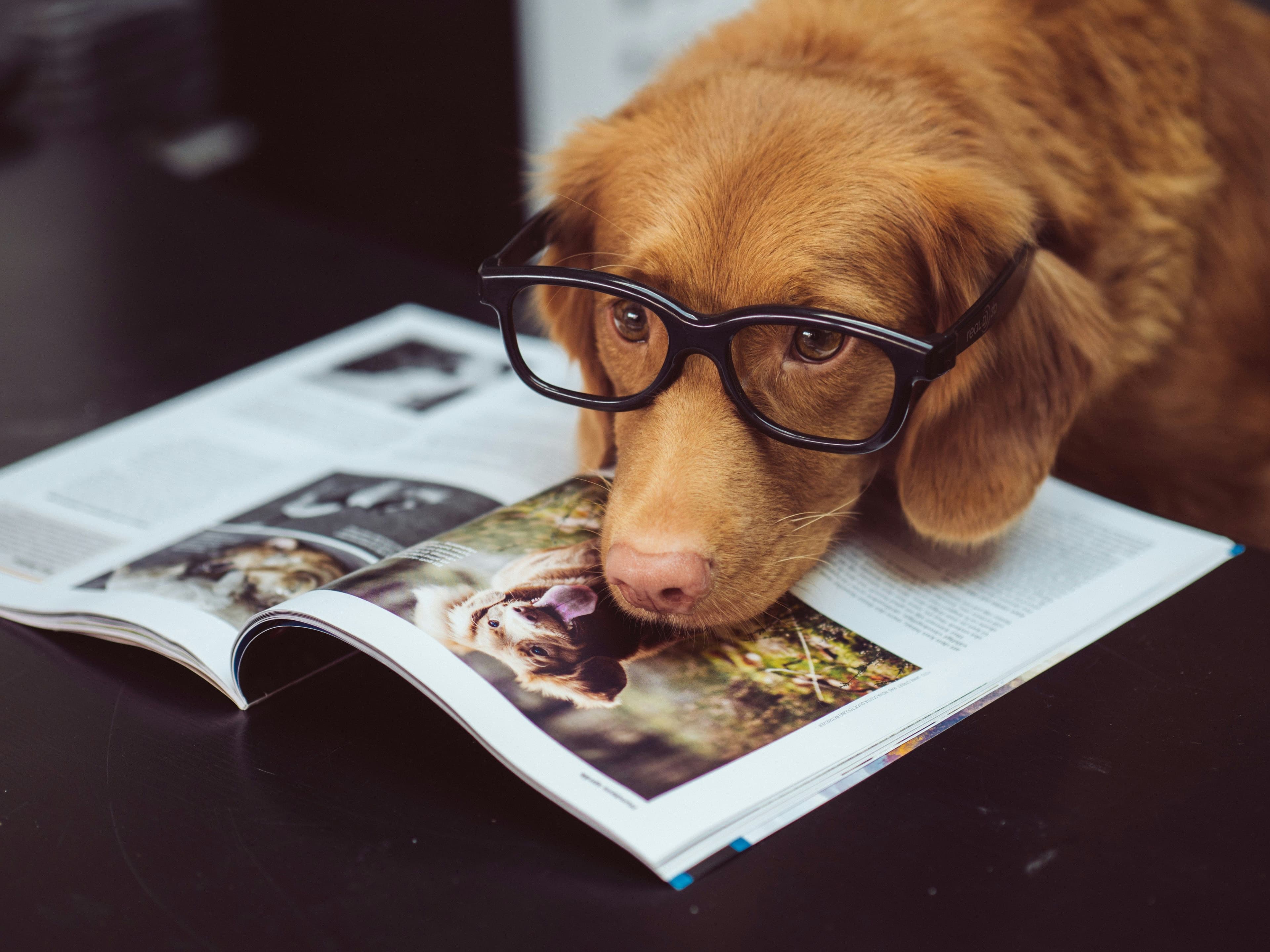 Flauschiger Hund mit Brille und Buch