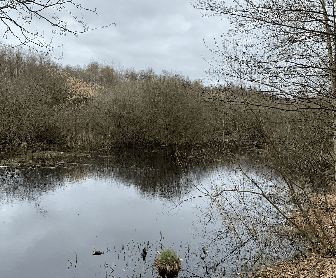 Ein See, umgeben von Bäumen