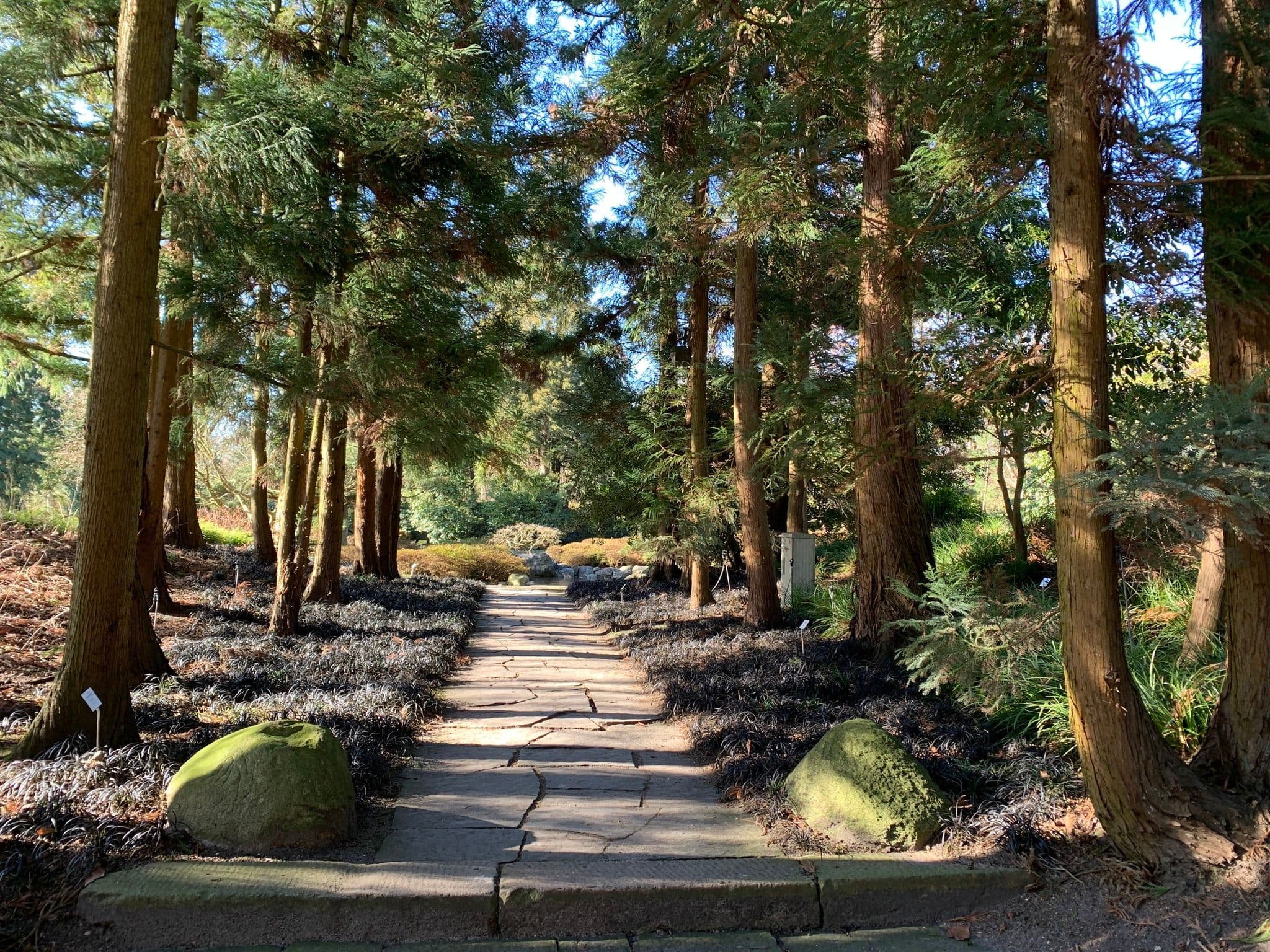 Ein Waldweg mit Bäumen an der Seite und Rissen im Boden