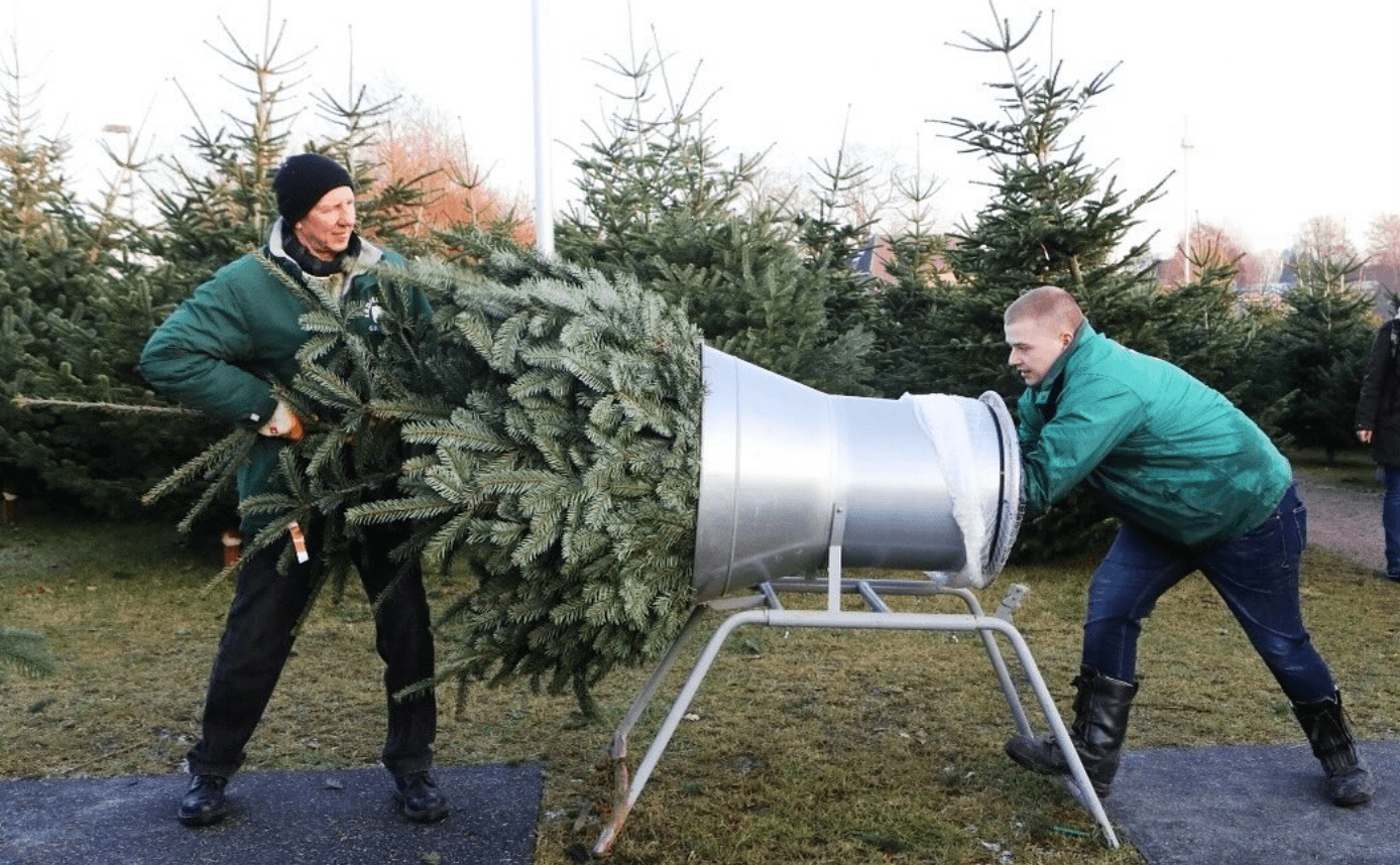 Zwei Männer packen einen Tannenbaum ein