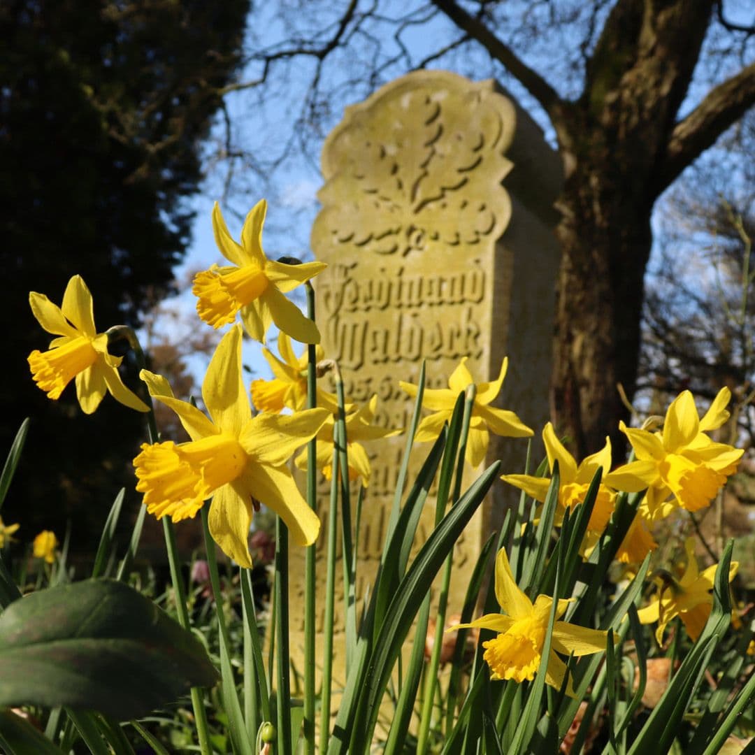 Blumen blühen vor einem Grabstein