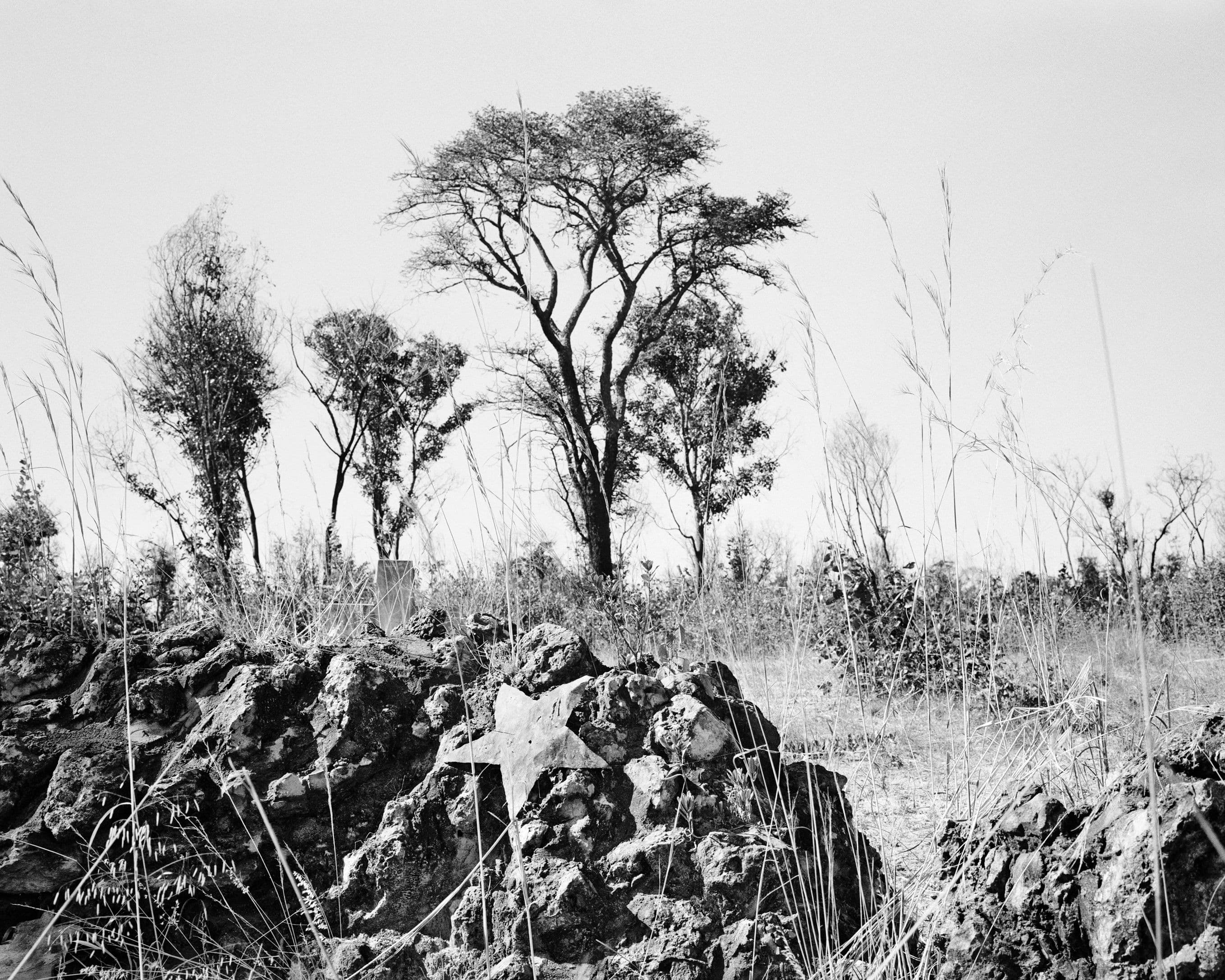 Schwarz-Weiß-Fotografie von Pflanzen