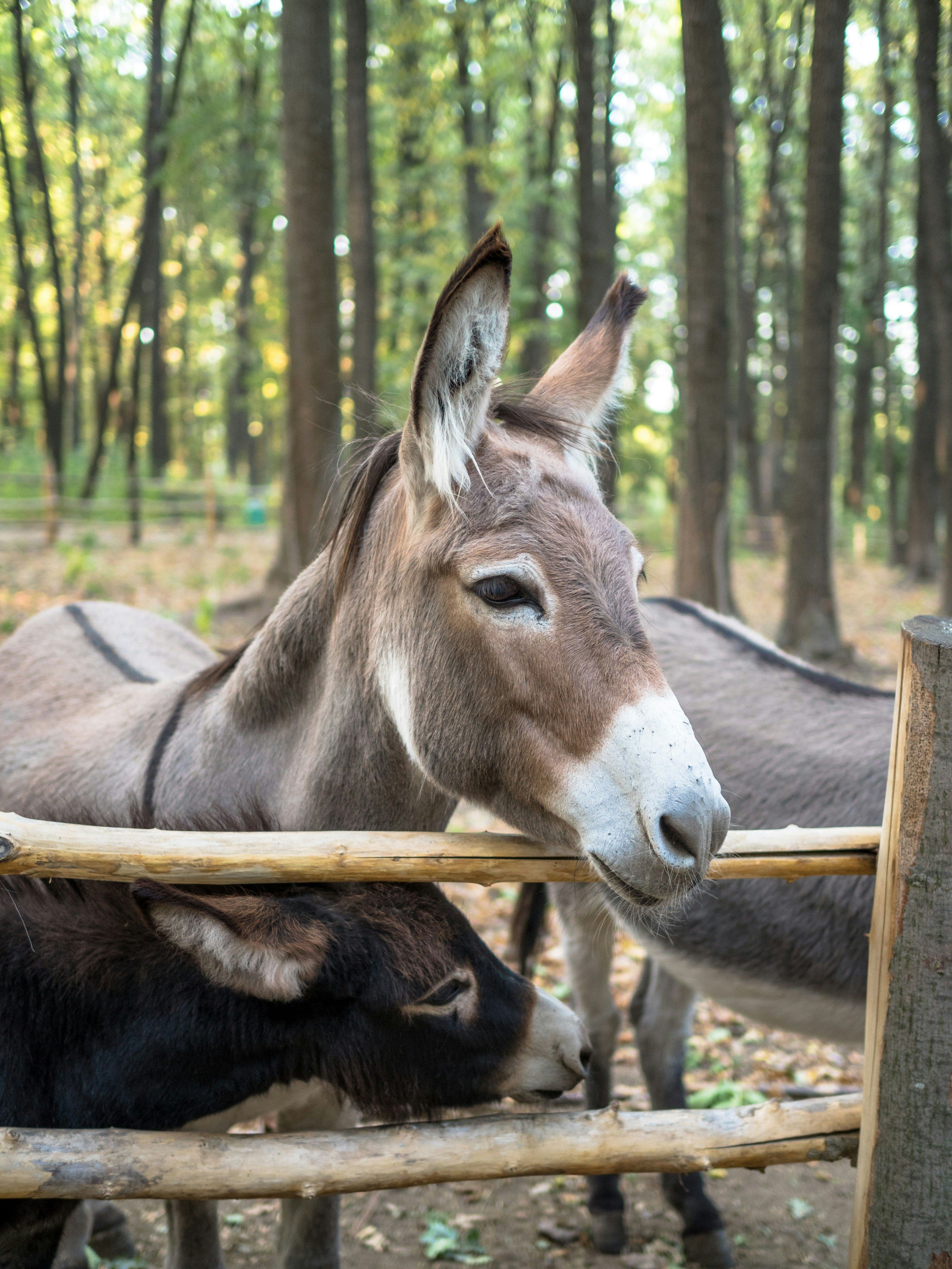 Ein Esel steht an einem Holzzaun