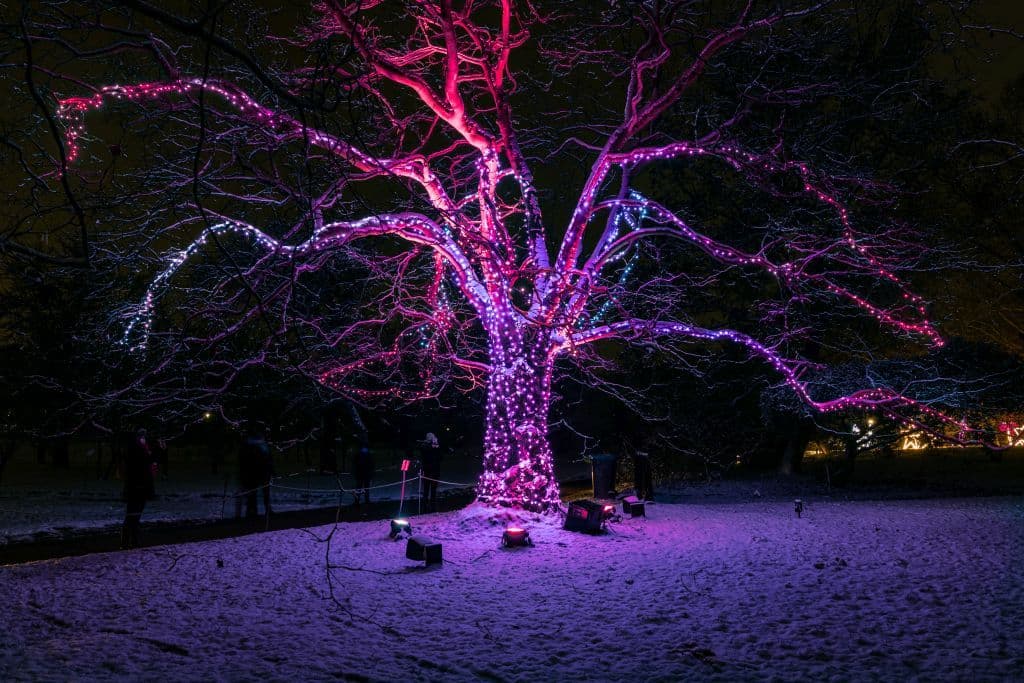 Beleuchteter Baum im Christmas Garden