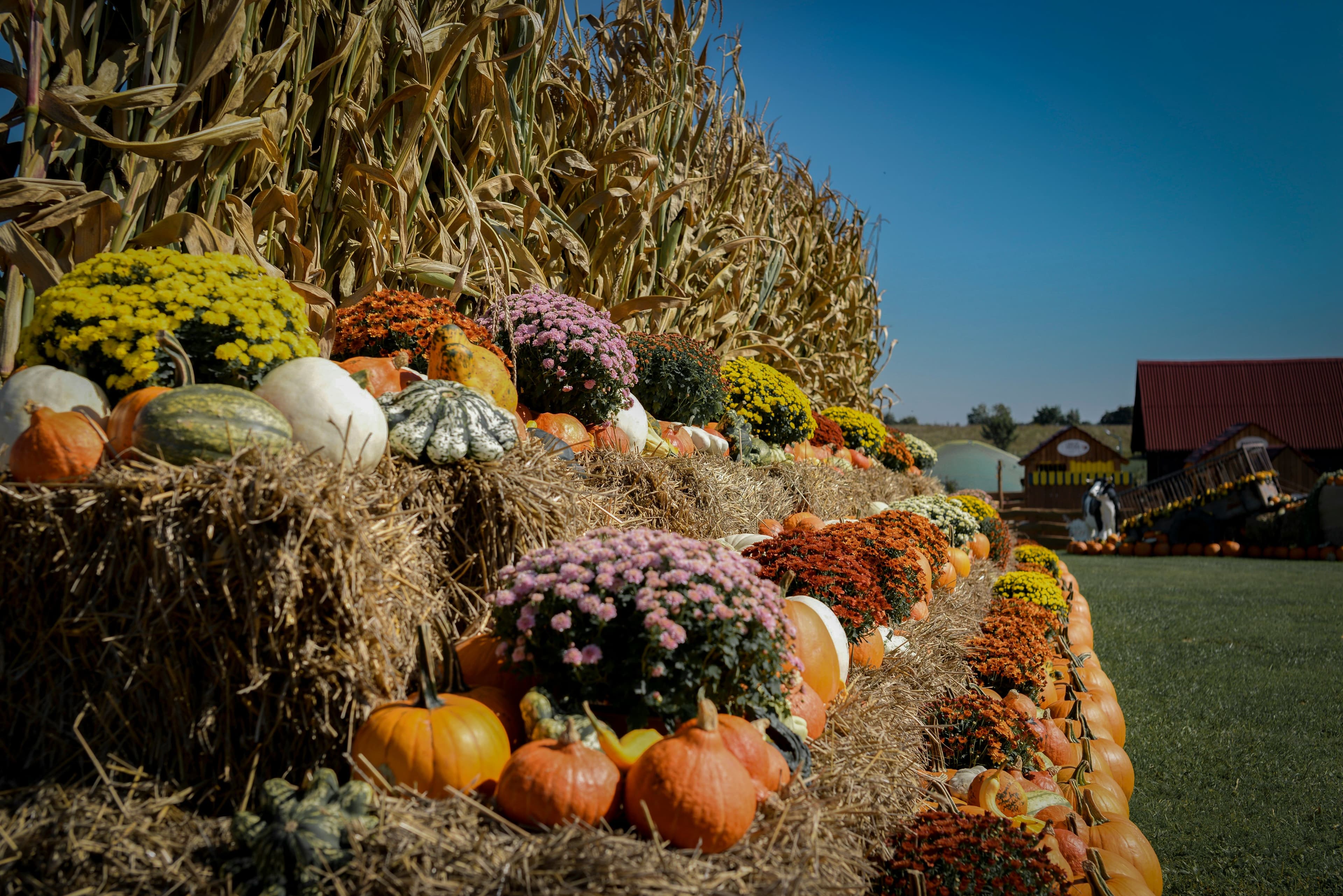 Herbstliche Ernte mit Kürbissen